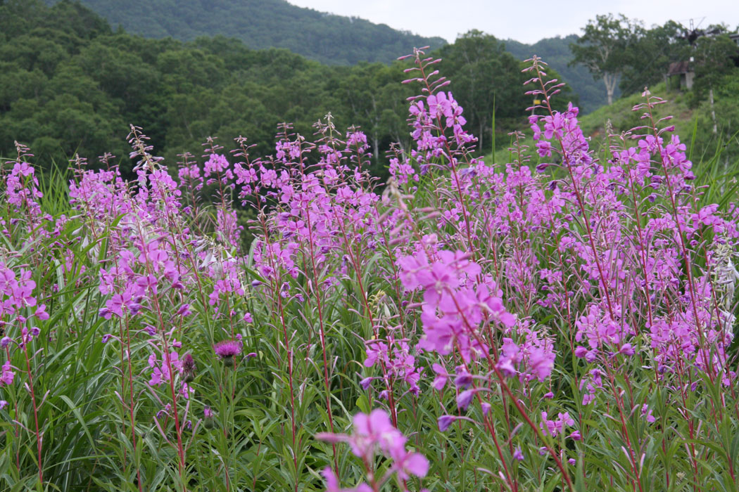 今年も志賀高原トレッキング　曇りがちだったけど、いろいろな景色と花に出会いました